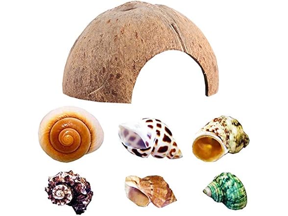 SEAJIAYI Hermit Crab Shells