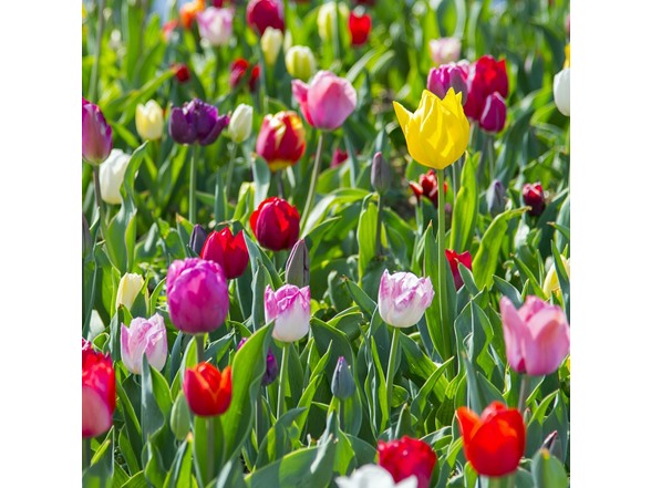 Mixed Double Tulip Late Blooming Flowers