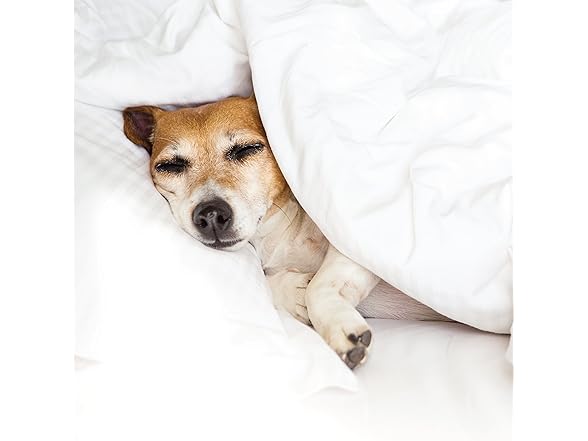 ienjoy Home Full/Queen White Comforter