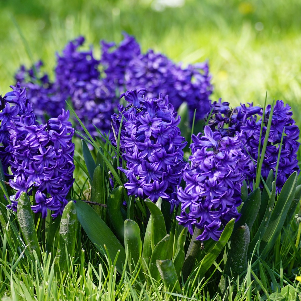 Blushing Blue Hyacinth Flowers - Gallery 5
