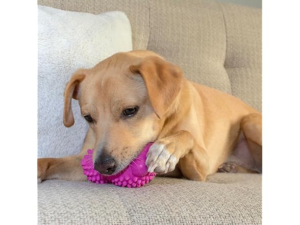 Friends Forever Squeaky Dog Toys with Tennis Ball
