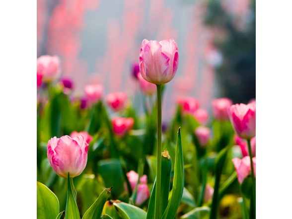 Spring Showgirl Tulip Flowers