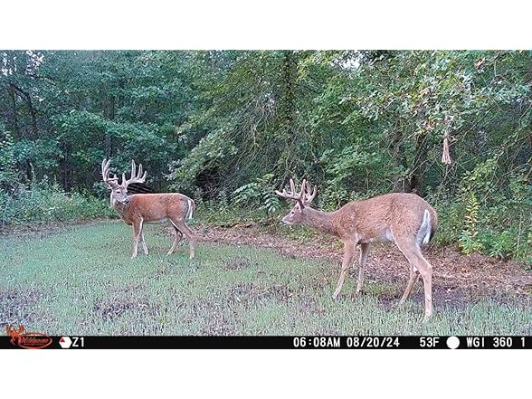 Wildgame Orbit 360 Camera 2pk