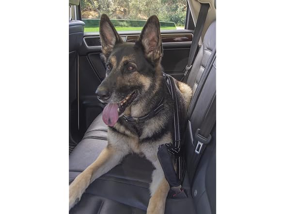Sherpa Walk 'N Stay Multipurpose Seatbelt Dog Leash - Black