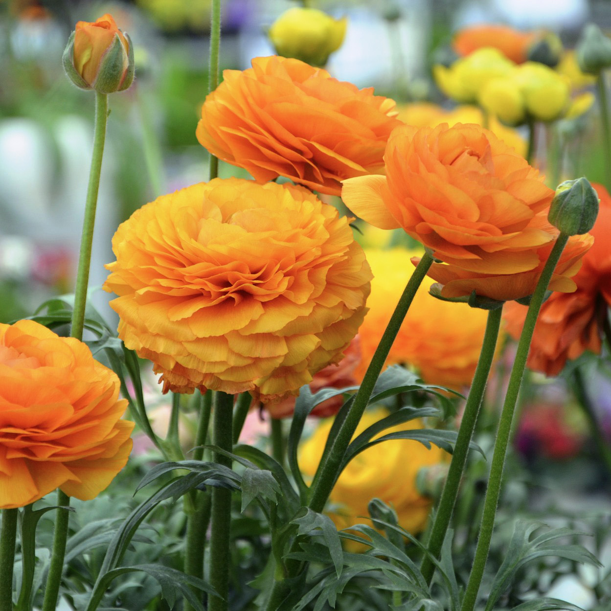 Persian Buttercups-15 Bulbs - Gallery 11