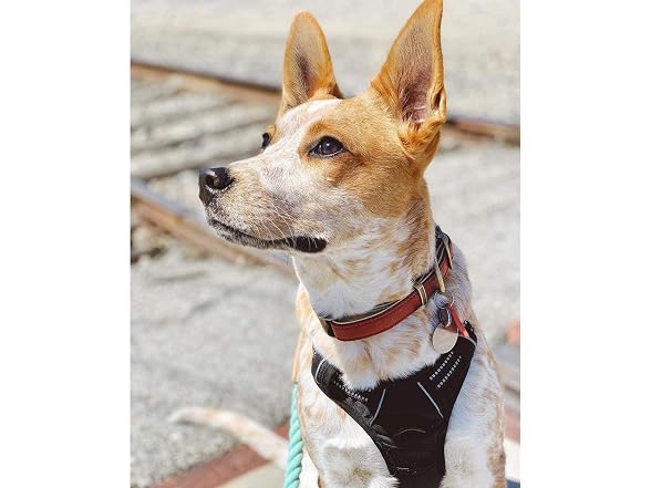 rabbitgoo Dog Harness, No Pull Medium Sized