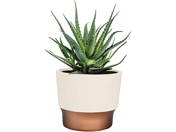 HC Companies 2.5" Succulent Pot