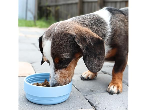 OhmyPet Pet Water Bottle Station with 3 Bowls