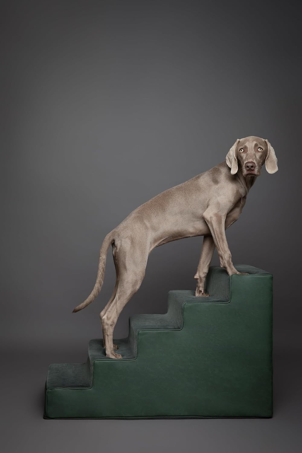 Noah & Paw Dog Stairs - Gallery 25