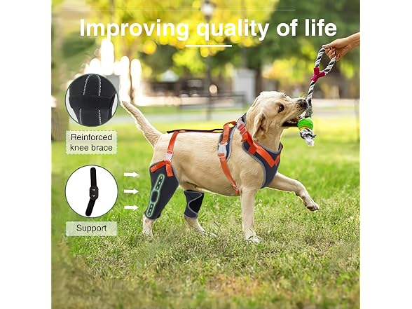 LISPOO Dog Knee Brace for ACL/CCL Injuries,To
