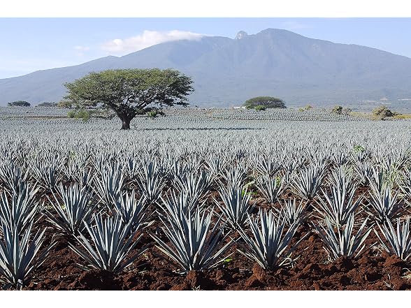 6PK MADHAVA Organic Light Agave, 100% Pure Organic