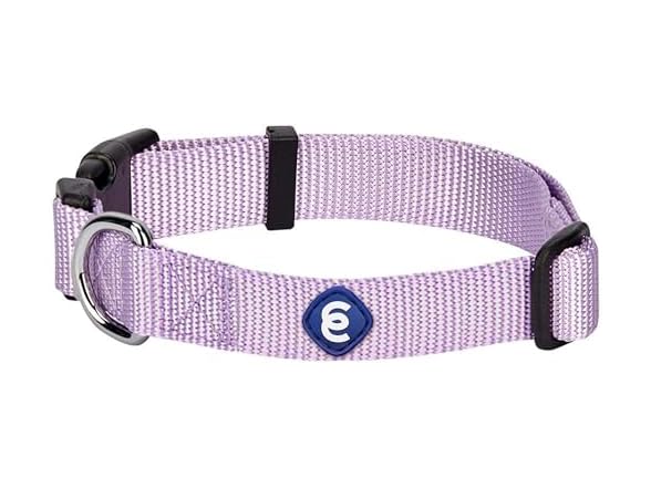 Blueberry Pet Essentials Medium Dog Collar in Lavender