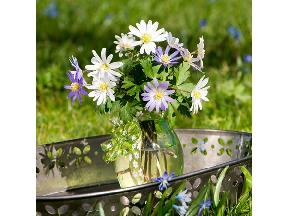 Anemone "Dutch Fireworks" Flower Mix