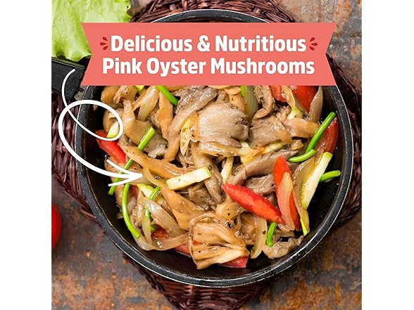 Back to the Roots Organic Mushroom Grow Kit 3-Pack