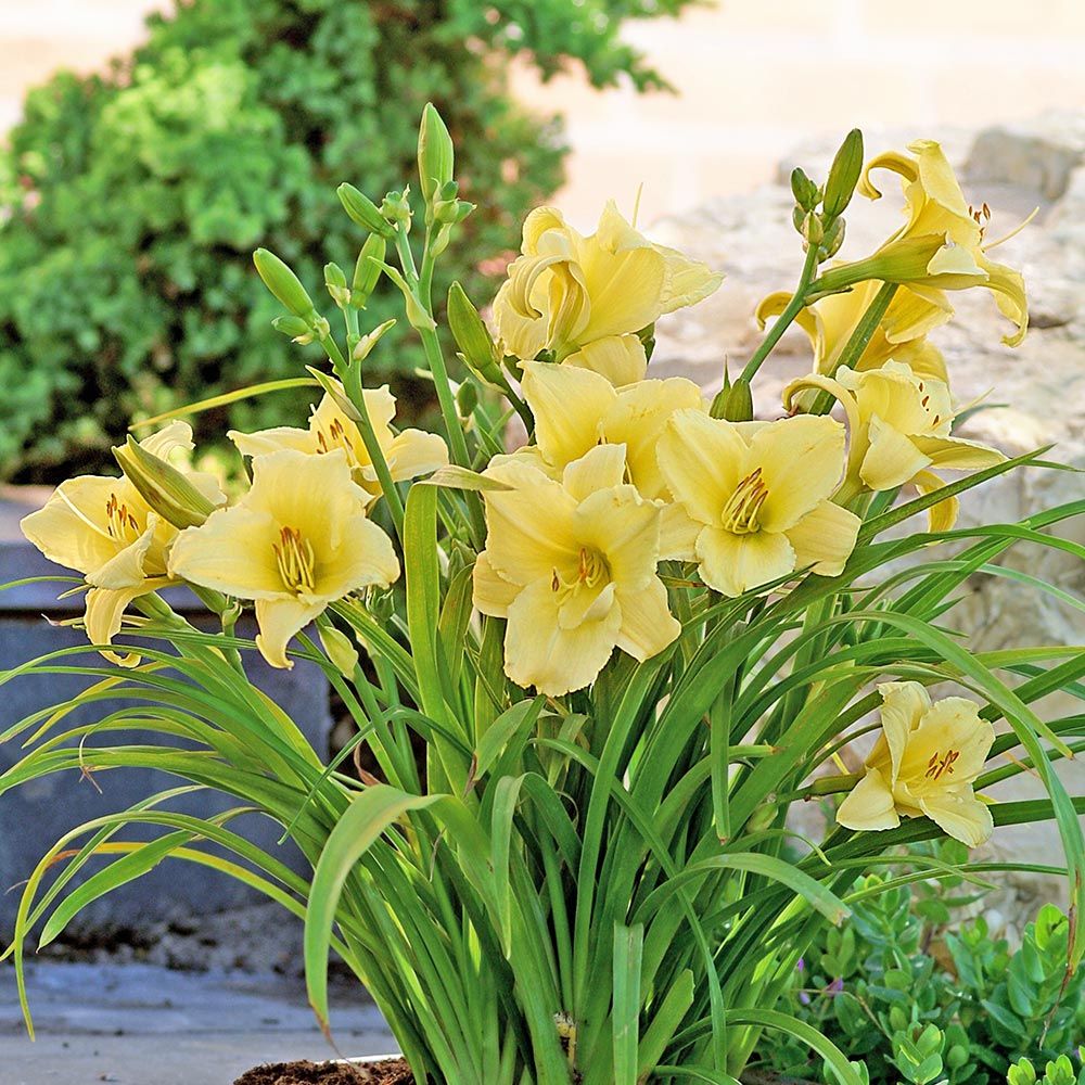 Stella D'Oro Day Lily - 6 Bulbs - Gallery 6