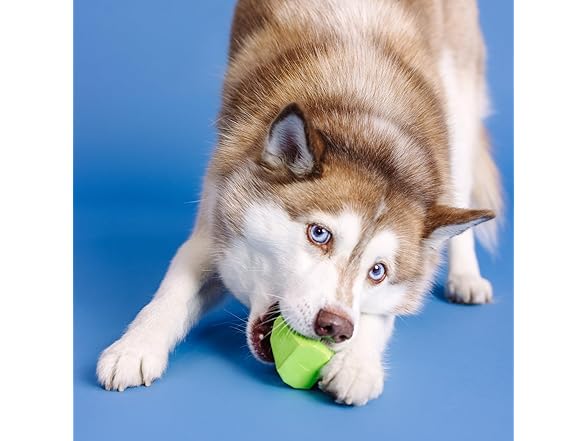 Fringe "You're Adora-Ball Rubber Dog Toy