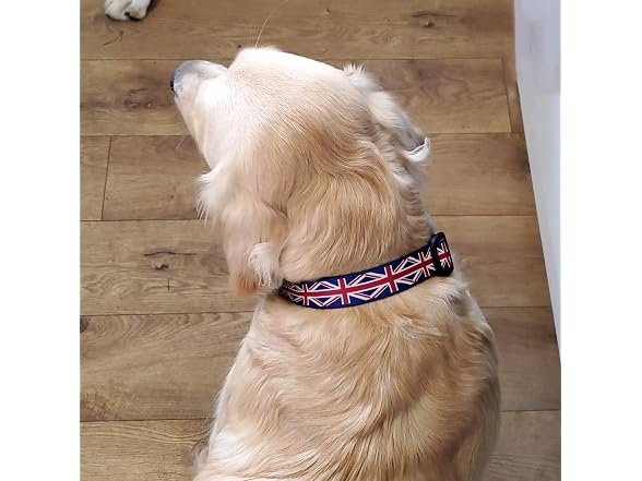 Buttonsmith Union Jack Dog Collar
