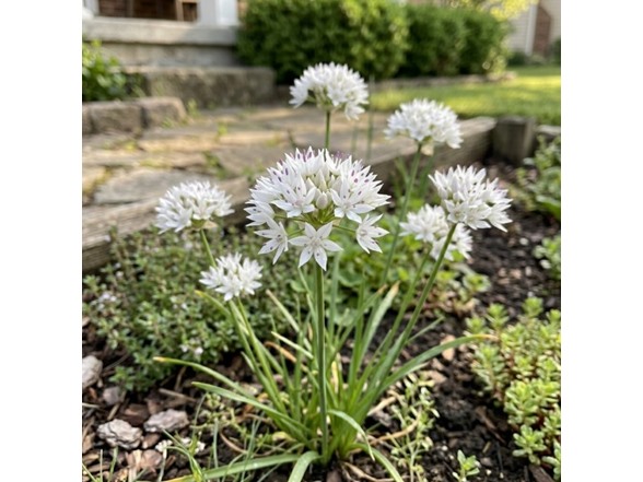 Graceful White Allium Flowers