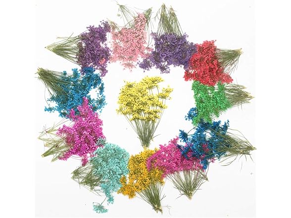 Ximkee Natural Real Pressed Dried Flower