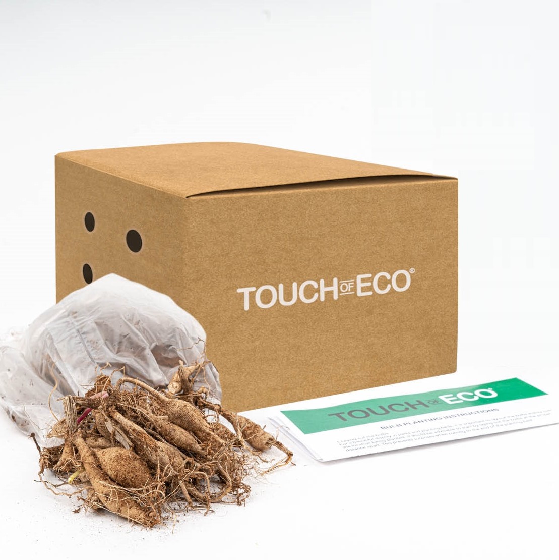 Gypsophila Baby's Breath - 6 or 12 Bulbs - Gallery 10