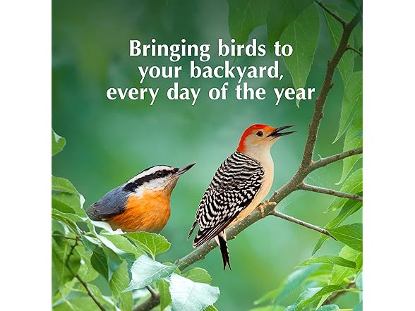 C&S Insect Suet Treat Cakes for Wild Birds