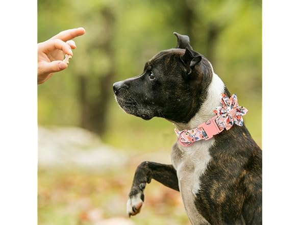 DALUZ Girl Dog Collar with Detachable Flower,