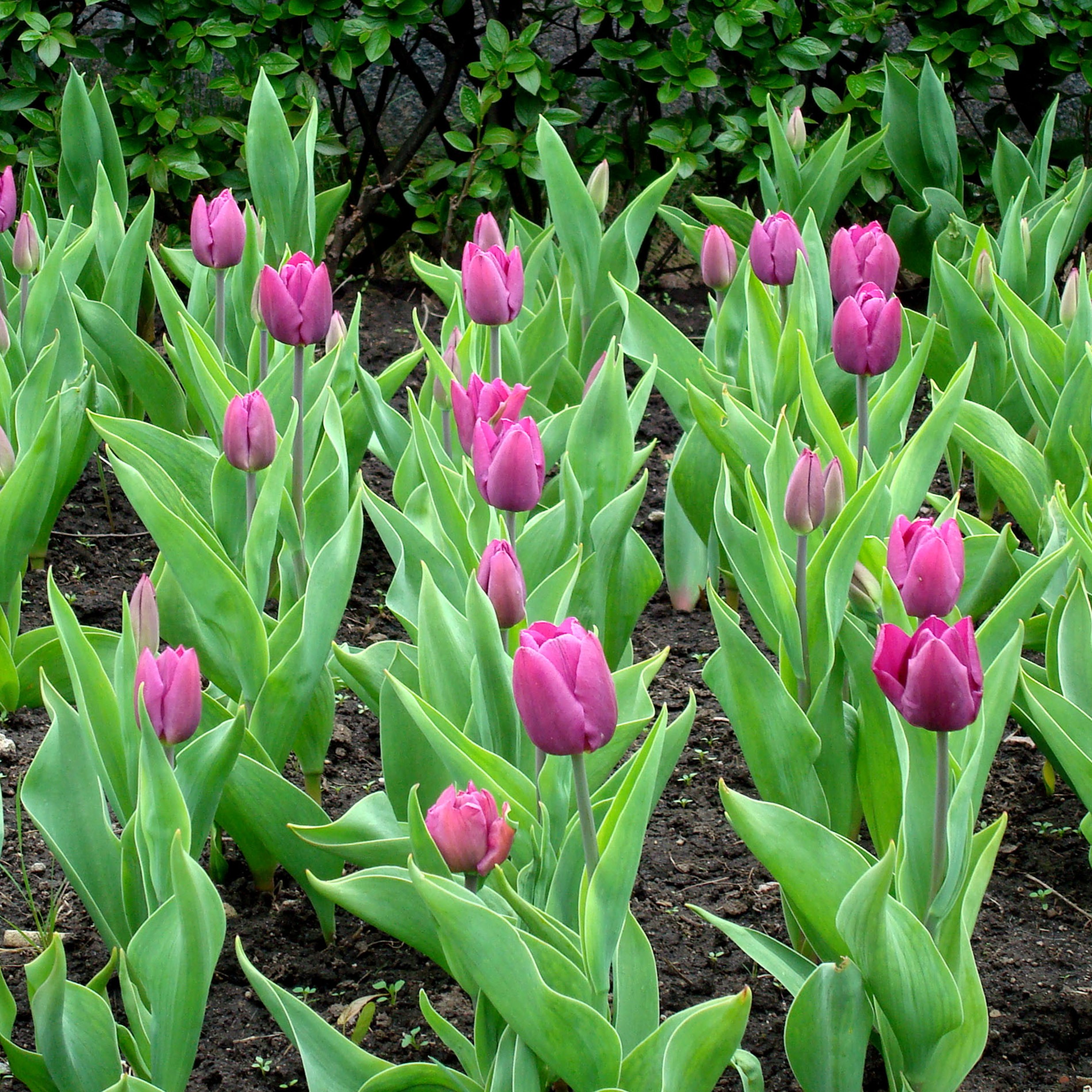 Lavender Triumph Tulip Flowers - Gallery 7