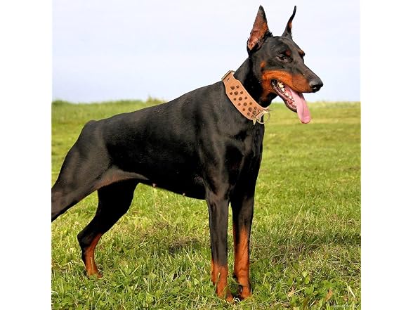 Spiked Studded Dog Collar