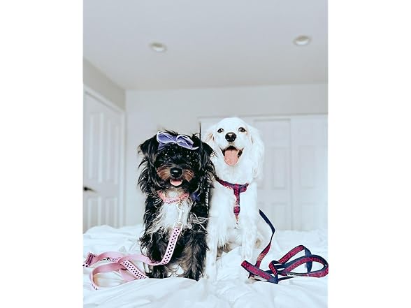 Blueberry Pet Polka Dots Femal Dog Leash for