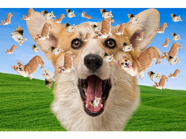 Barrage of Corgis