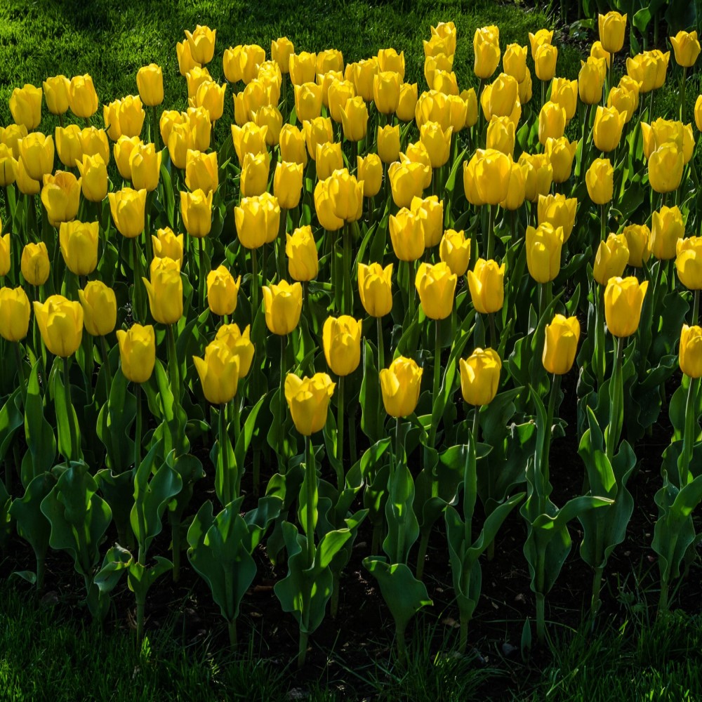 Giant Golden Sunny Tulip Flowers - Gallery 5