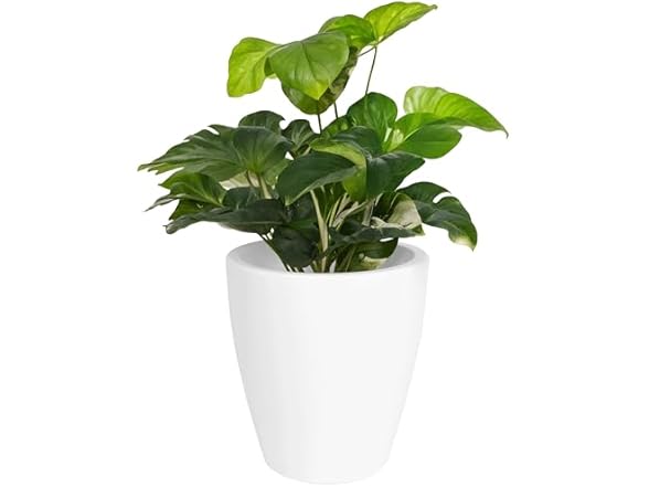 Elly Décor 12 inch Planter for Garden
