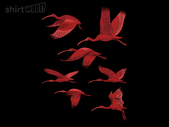Flock of Flamingos