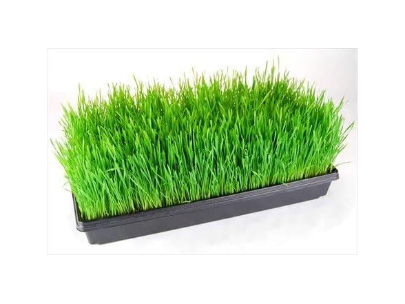 Mountain Valley 100 Plant Grow Kits