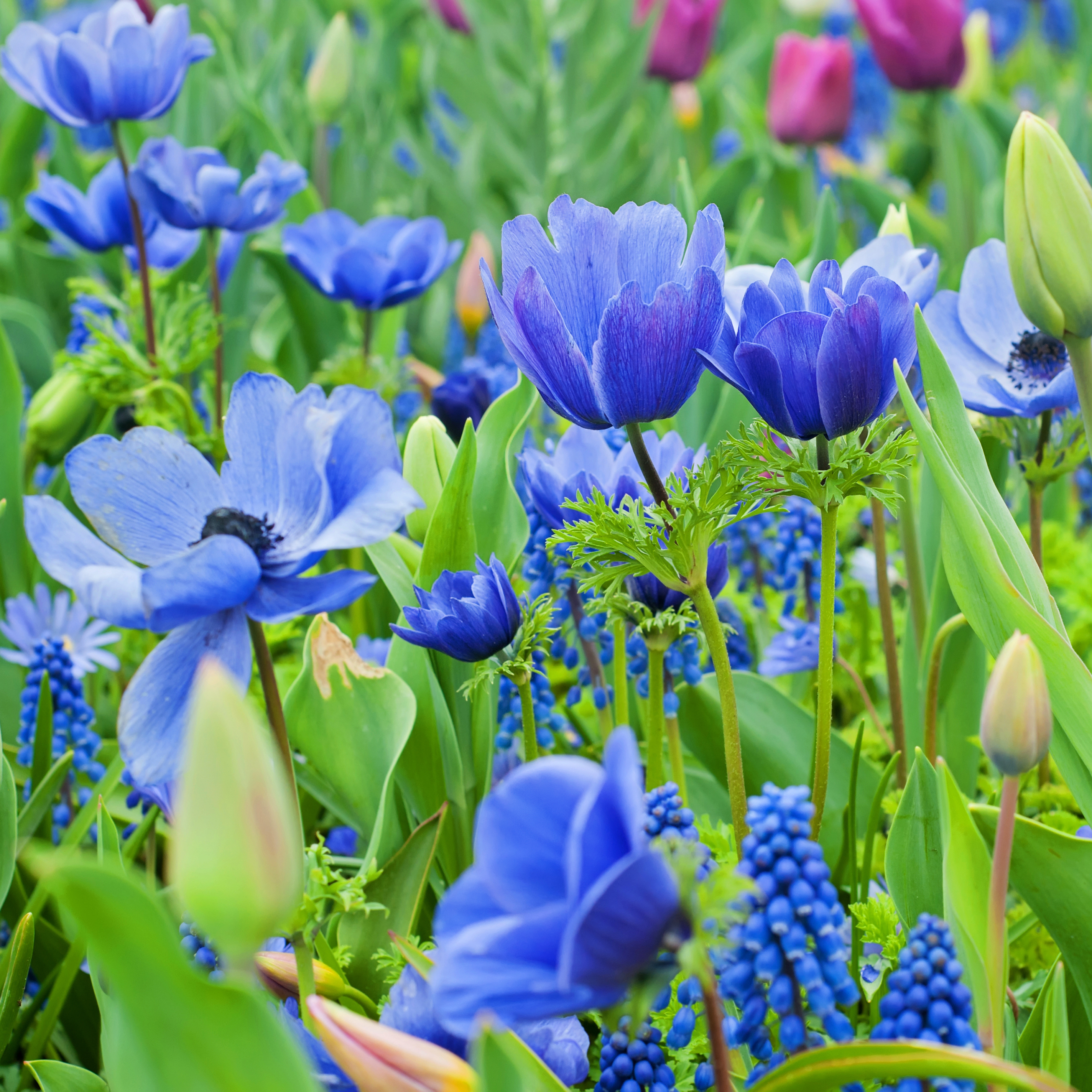 Blue Flower Spring Collection - 40 Bulbs - Gallery 10