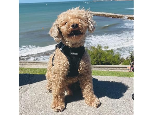 Voyager Step-in Air Dog Vest Harness