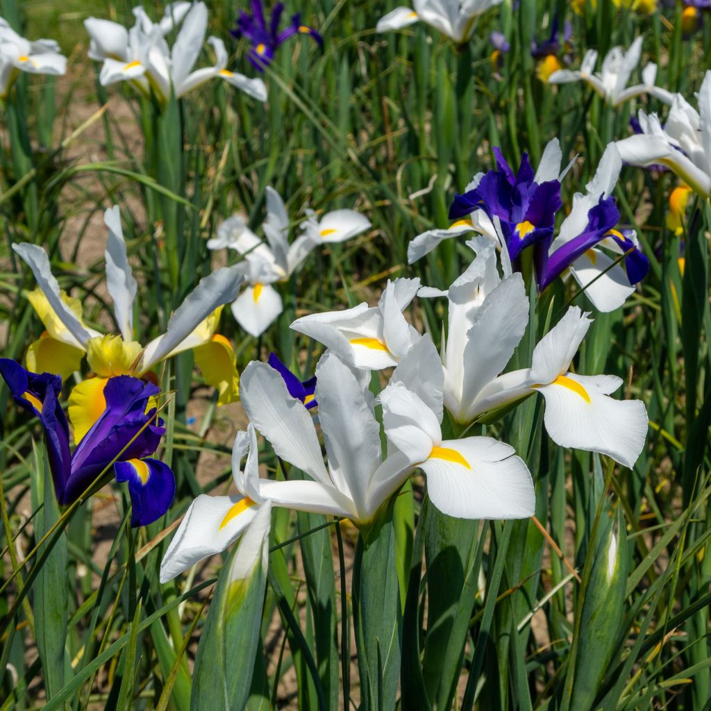 Dutch Iris Mix - 130 Bulbs and Tool - Gallery 7