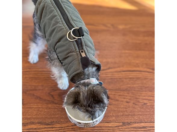 SPOT I Love Dogs Ceramic Bowl 5in 14oz