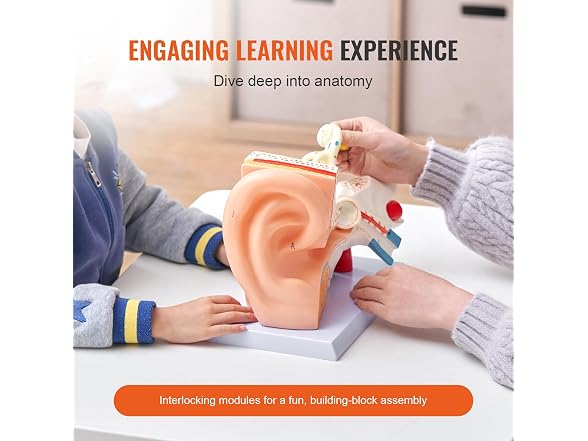 VEVOR Human Ear Anatomy Model, 3 Parts