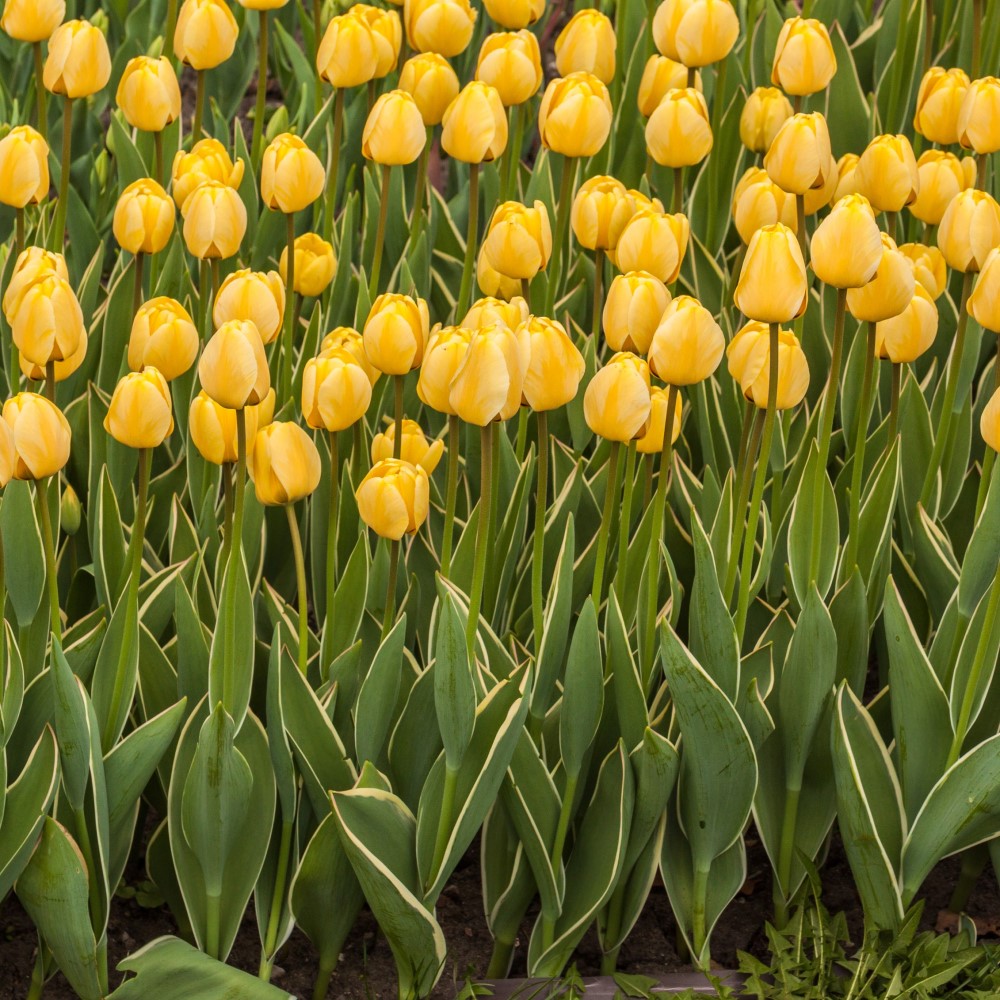 Giant Golden Sunny Tulip Flowers - Gallery 7