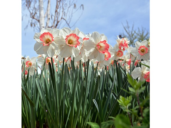 Dutch Pink Daffodil Flowers