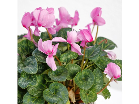 Pink Crush Cyclamen Flowers