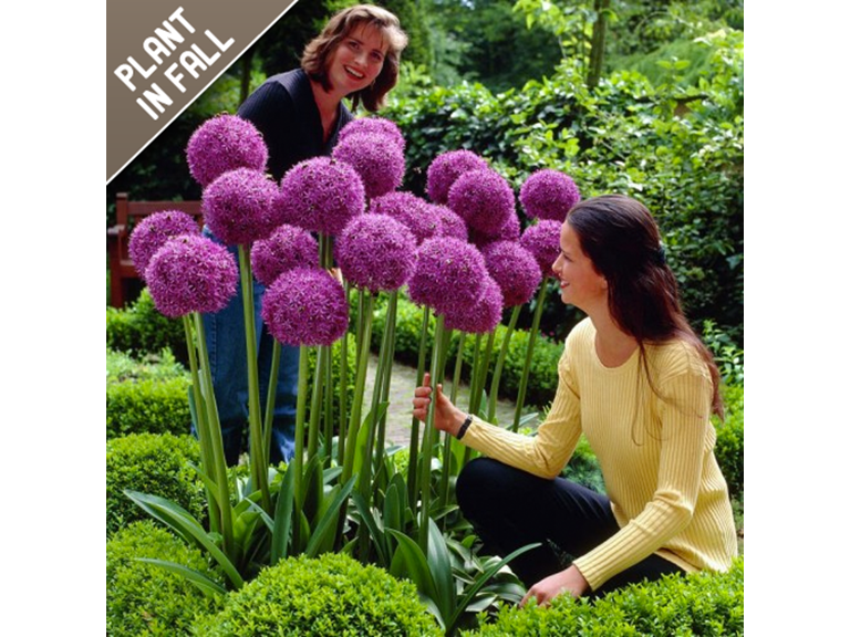 Touch Of ECO Allium Giganteum Flowers - 3 Bulbs