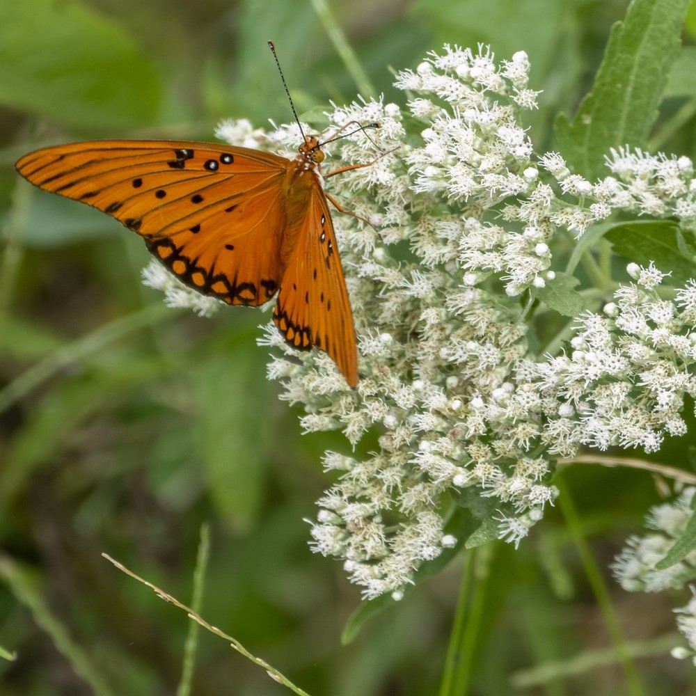 Gypsophila Baby's Breath - 6 or 12 Bulbs - Gallery 8