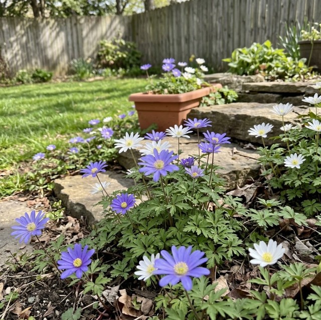 Anemone "Dutch Fireworks" Flower Mix - Gallery 7