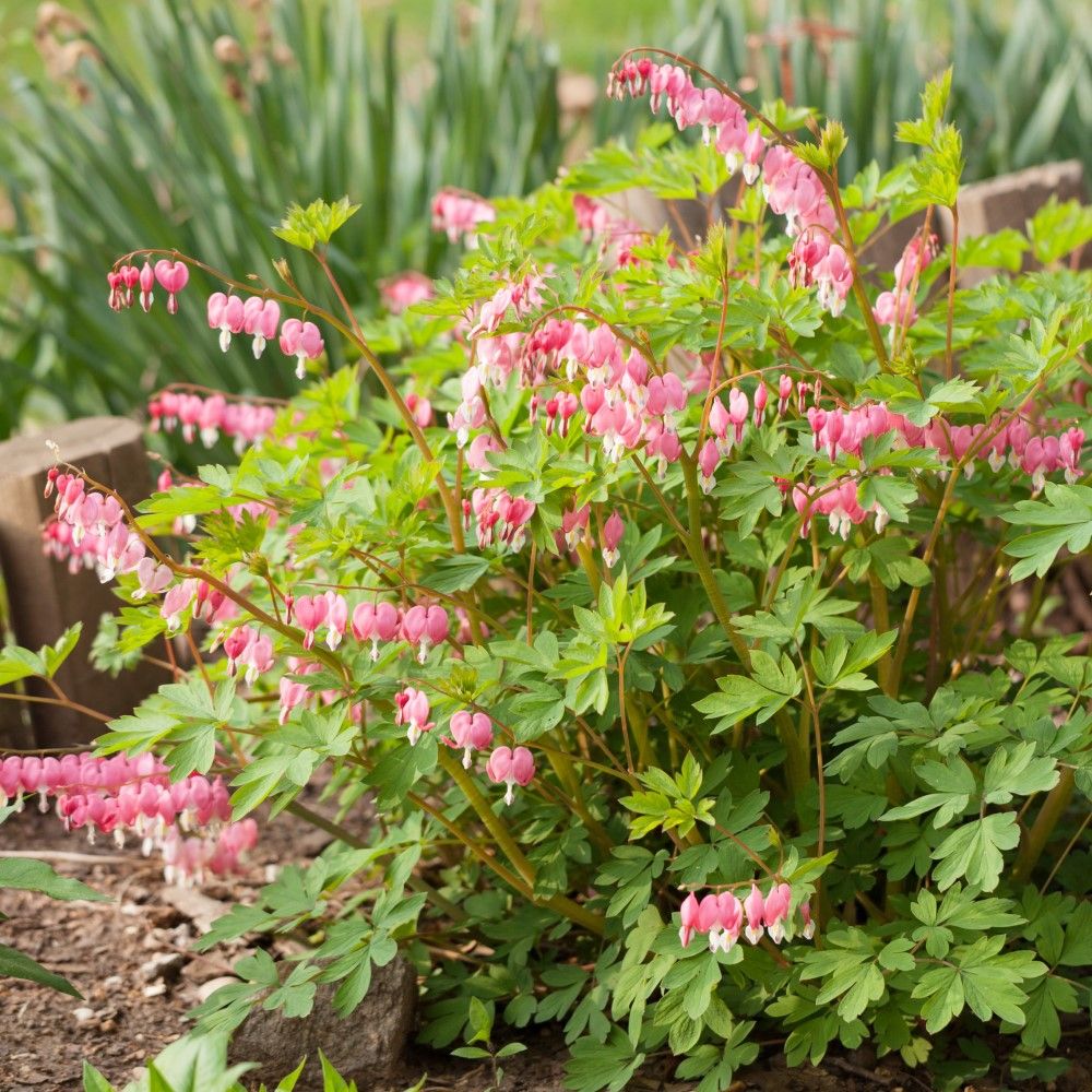 Pink & White Bleeding Hearts - 4 Bulbs - Gallery 7