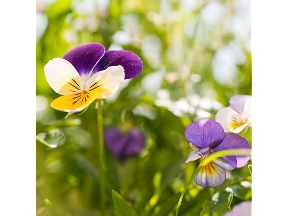 Weleda Skin Food Intensive Body Butter