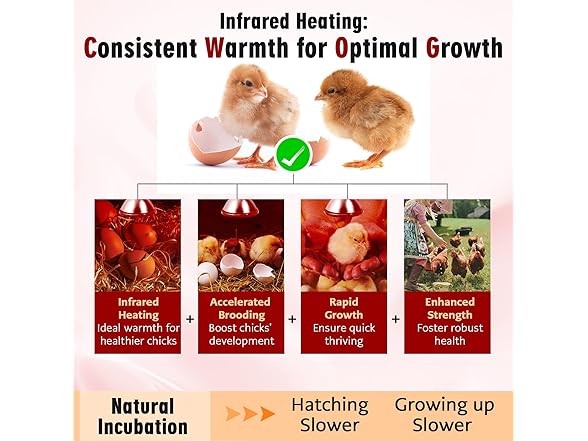 SFYJZJUUS 175 Heat Lamp Bulbs