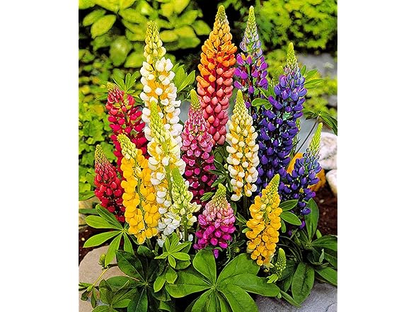 22Day Seeds Lupin Dwarf Mix Perennial