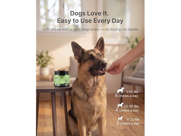 Probiotics for Dogs